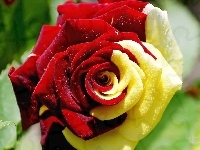 Czerwona, Żółto, Róża