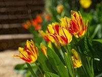 Czerwone, Żółto, Tulipany