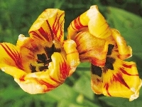 Czerwone, Żółto, Tulipany