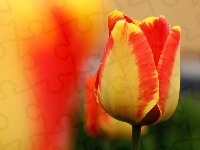 Pomarańczowy, Żółto, Tulipan