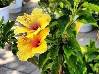 Żółty, Hibiskus