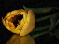 Żółty, Tulipan