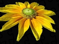 Kwiat, Żółty, Rudbekia