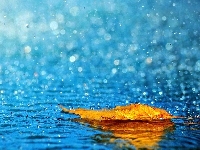 Liść, Żółty, Deszcz