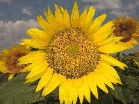 Słonecznik, Żółty, Kwiat