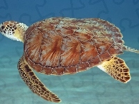 Żółw Wodny
