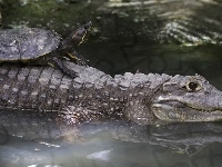 Krokodyl, Żółw, Woda