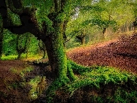 Kraj Basków, Omszałe, Strumyk, Las Otzarreta, Hiszpania, Park Narodowy Gorbea, Drzewa