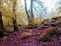 Omszone, Liście, Jesień, Las, Kamienie