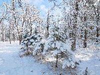 Oprószone, Zima, Las, Drzewa