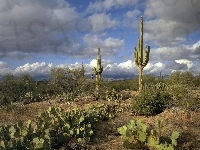 Opuncje, Kaktusy, Chmury, Park Narodowy Saguaro, Stany Zjednoczone, Saguaro, Pustynia, Karnegia olbrzymia, Stan Arizona