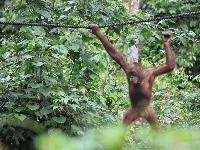 Dżungla, Orangutan, Lina