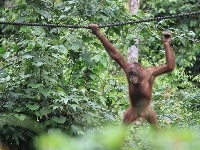 Dżungla, Orangutan, Lina
