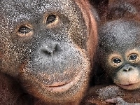 Orangutan, Młode