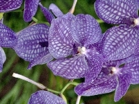 Orchidea