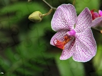 Orchidea, Storczyk