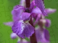 Orchis mascula