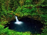 Paprocie, Las, USA, Wodospad Punch Bowl Falls, Drzewa, Oregon