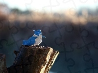 Ptaszek, Origami, Pień