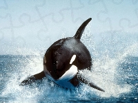 Orka