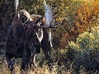 Piękne, Łoś, Rogi