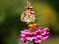 Motyl, Osetnik, Rusałka, Cynia, Kwiat