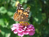 Motyl, Osetnik, Rusałka, Cynia, Kwiat