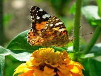 Motyl, Osetnik, Rusałka, Cynia, Kwiat