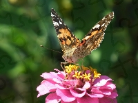 Motyl, Osetnik, Rusałka, Cynia, Kwiat