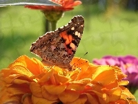 Osetnik, Motyl, Rusałka, Kwiat