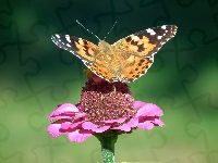 Rusałka, Piękny, Motyl, Osetnik
