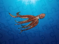 Ośmiornica, Ocean