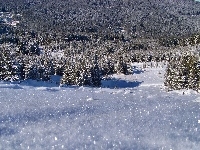 Ośnieżona, Zima, Las, Polana