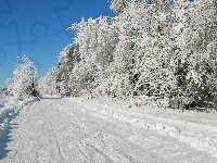 Ośnieżone, Zima, Droga, Drzewa