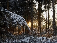 Ośnieżone, Zima, Las, Drzewa