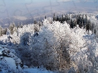 Ośnieżone, Góry, Lasy, Drzewa