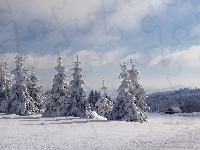 Ośnieżone, Zima, Śnieg, Świerki