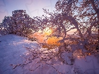 Alpy, Wschód słońca, Drzewa, Zima, Szwajcaria, Góry Jura, Ośnieżone