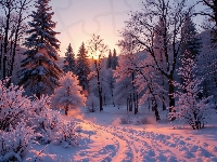 Droga, Zima, Zaśnieżona, Drzewa, Las, Zachód słońca, Ośnieżone