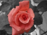 Łososiowa, Róża