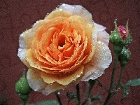Róża, Łososiowa, Rosa
