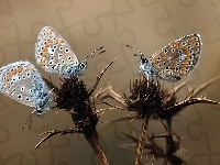 Motyle, Osty, Kolorowe, Modraszki