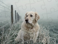 Oszroniona, Golden retriever, Płot, Trawa