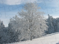 Drzewo, Oszronione, Śnieg