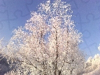 Oszronione, Drzewo