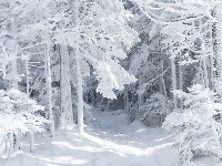 Oszronione, Las, Śnieg, Drzewa