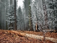 Las, Oszroniony, Mgła