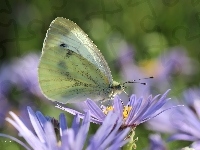 Owad, Astry, Motyl, Bielinek, Biały