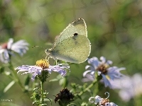 Owad, Motyl, bielinek, Biały