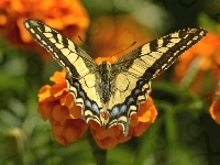 owad, Kwiaty, Paź, Królowej, Motyl